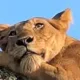 Amazing Animals on a Uganda Safari