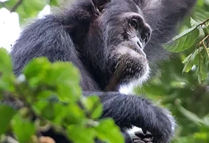 Gorilla Trekking Uganda