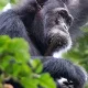 Are Walking Sticks Provided for Chimpanzee Tracking