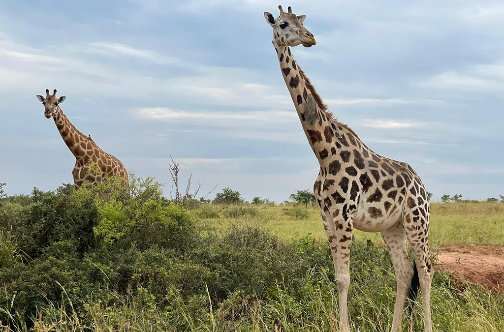 What Is Kidepo Valley National Park Best Known For