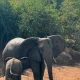 elephants-akagera-national-park-rwanda.