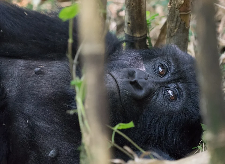 Gorilla Trekking Uganda: Amazing Guide 2027–2029