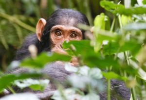 What Is Uganda's Chimpanzee Habituation Experience? (2027–2028)