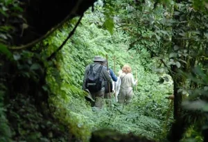 Gorilla tracker searching for mountain gorillas in Uganda