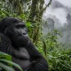 Gorilla Safari in Uganda During the Rainy Season
