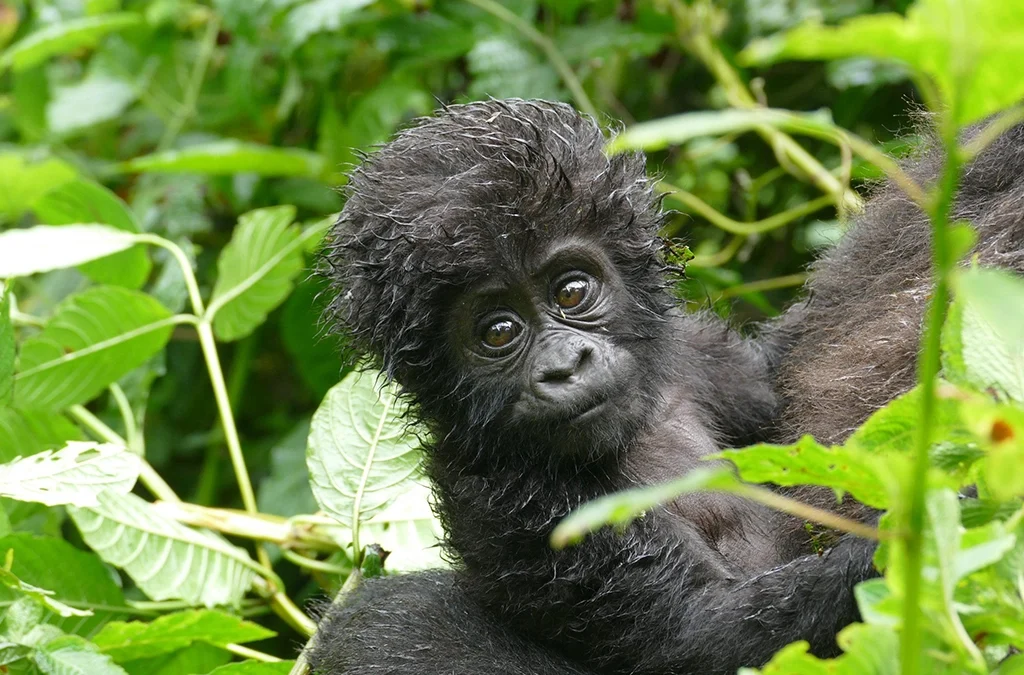 Rwanda Uganda Gorilla Safari
