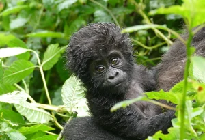Rwanda Uganda Gorilla Safari