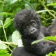 Rwanda Uganda Gorilla Safari
