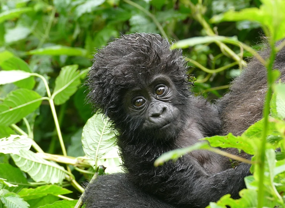 Rwanda Uganda Gorilla Safari
