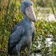 Shoebill in Uganda